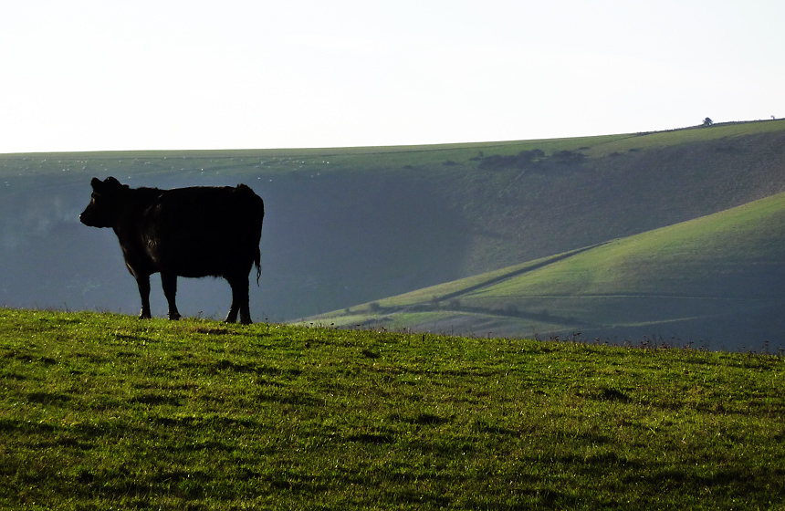 Tuesday December 1st (2009) a cow yesterday align=