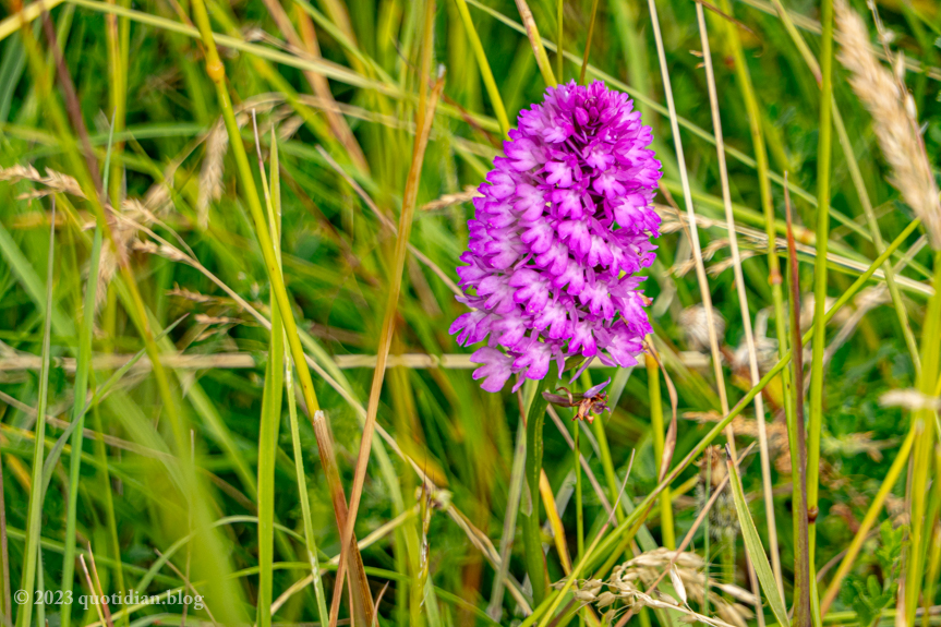 Sunday June 25th (2023) anacamptis pyramidalis align=