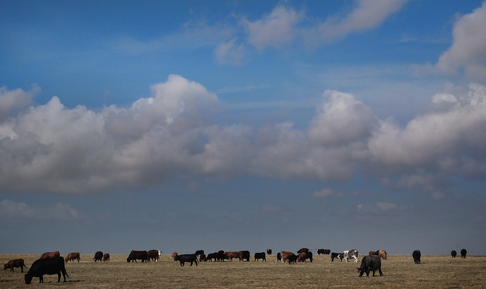 Monday September 17th (2012) cow mixture align=