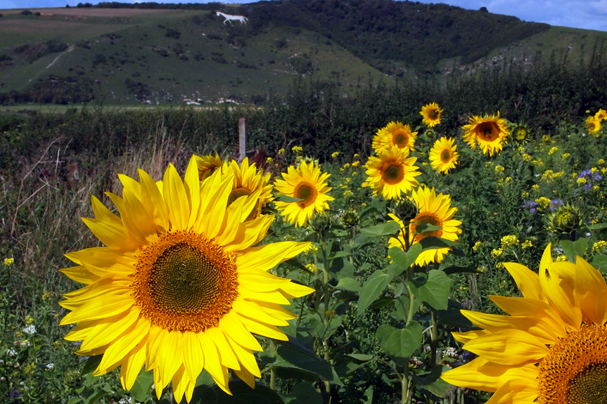 Sunday August 28th (2011) sunflowers in the cuckmere valley align=