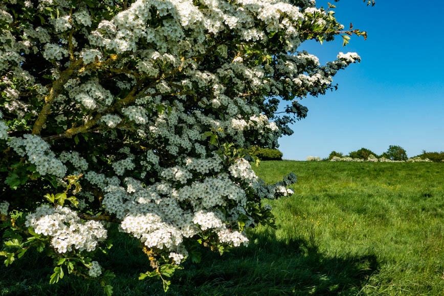 Thursday May 17th (2018) spectacular hawthorn align=