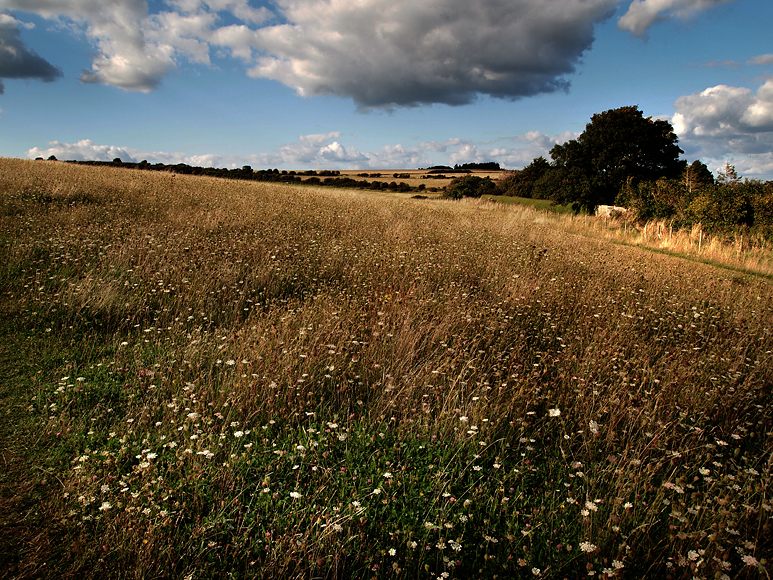 Sunday August 31st (2014) meadow walk align=