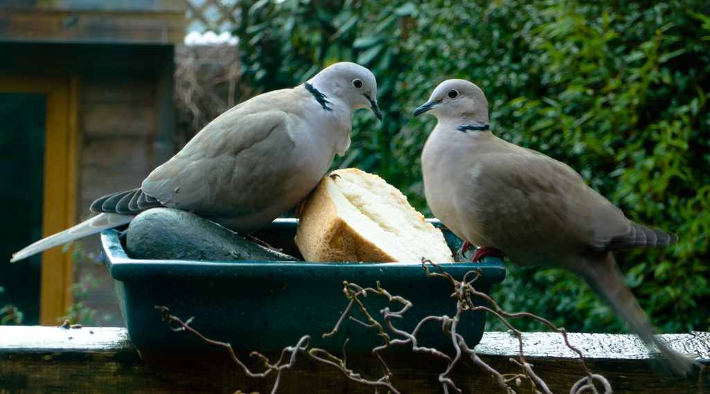 Friday January 23rd (2015) love birds align=