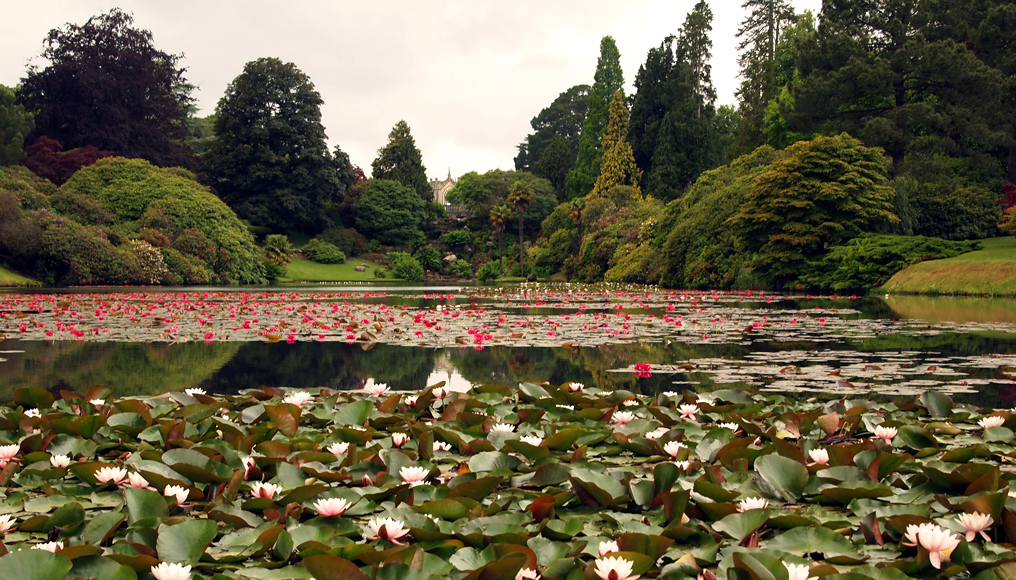 Saturday June 14th (2014) water lilies align=