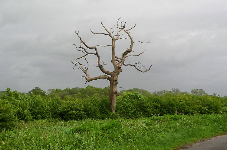 Friday May 19th (2006) dead oak align=