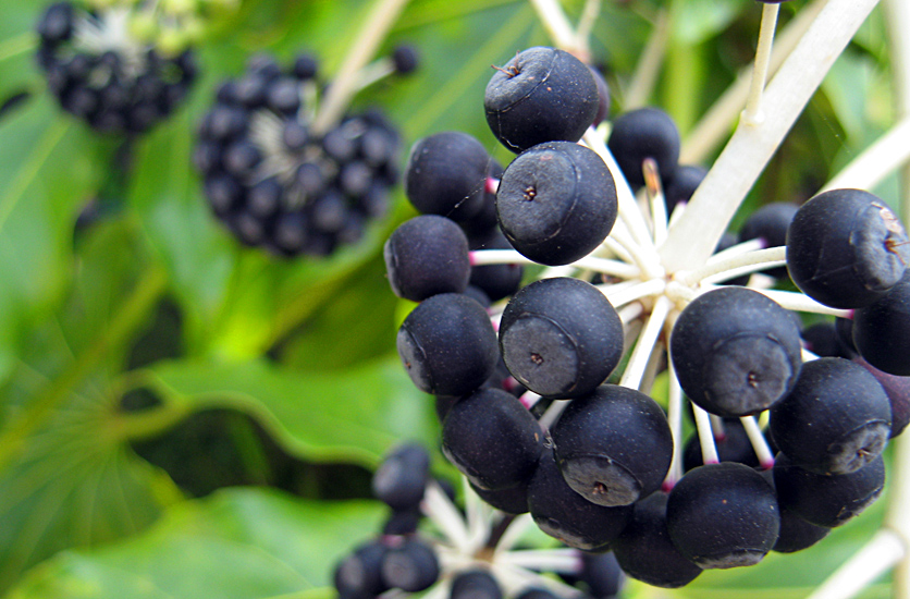 Saturday April 14th (2007) fatsia japonica align=