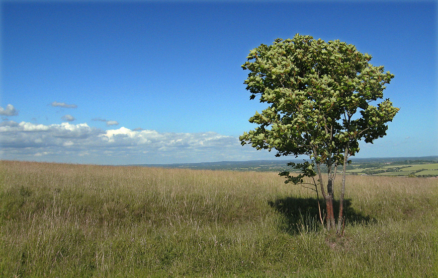 Thursday June 26th (2008) another single tree align=