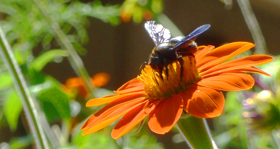 Saturday August 13th (2016) xylocopa violacea align=