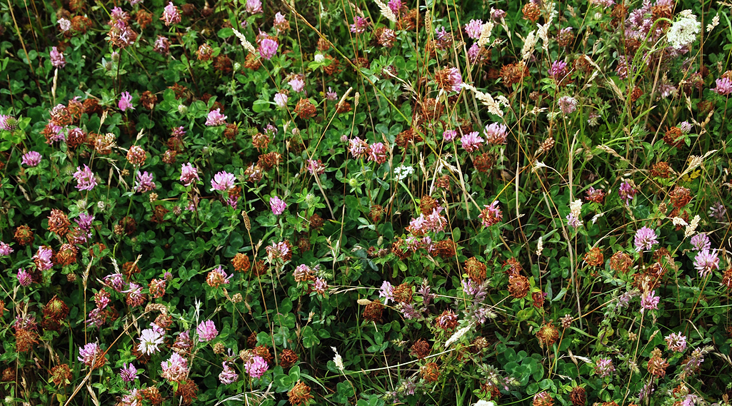 Saturday July 26th (2014) clover align=