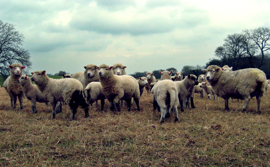 Wednesday February 27th (2008) field of sheep align=
