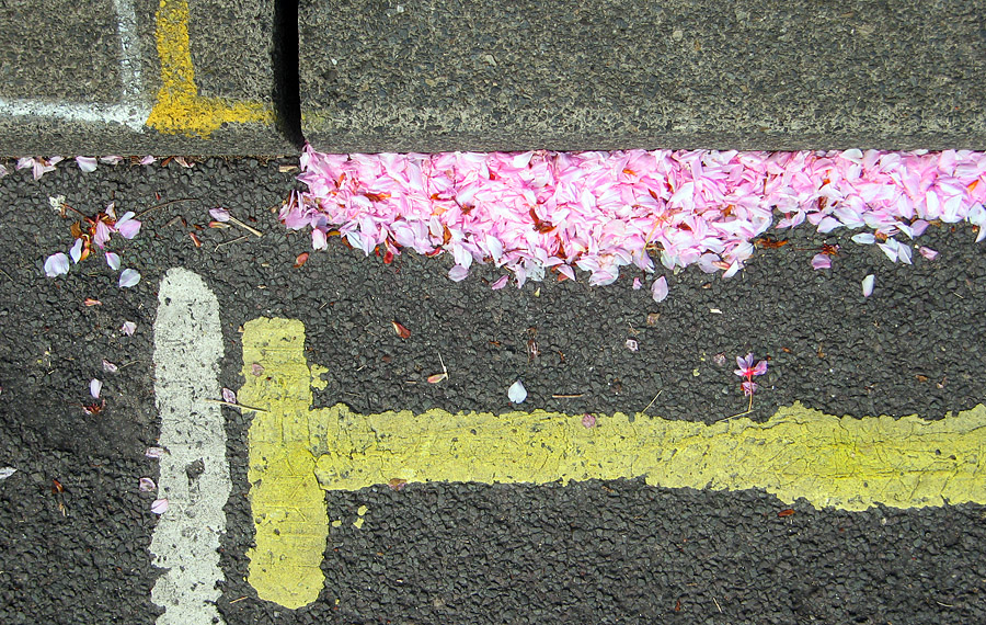 Saturday April 28th (2007) blossom petals align=