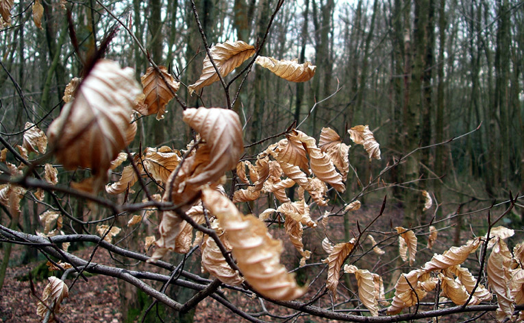 Sunday April 9th (2006) dead leaves align=