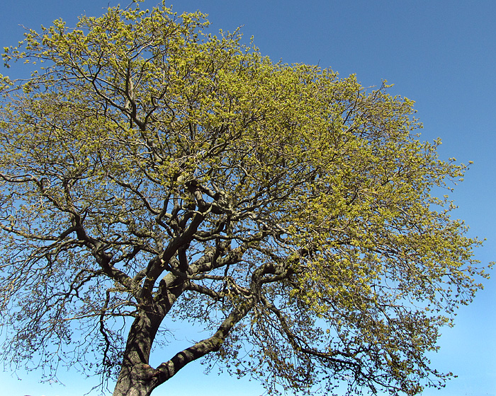 Monday April 27th (2009) the beauty of trees 1 align=