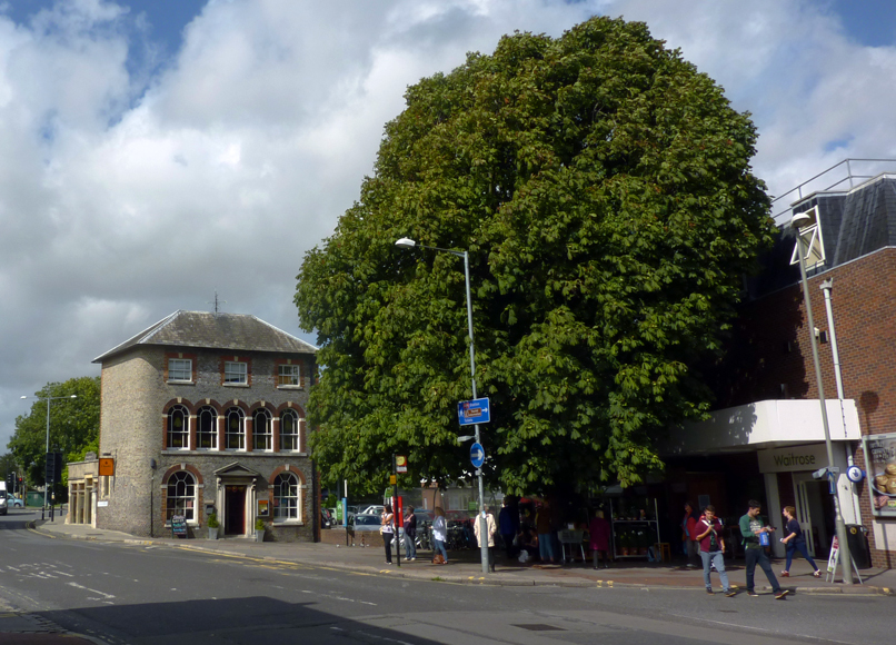 Thursday August 28th (2014) horse chestnut align=