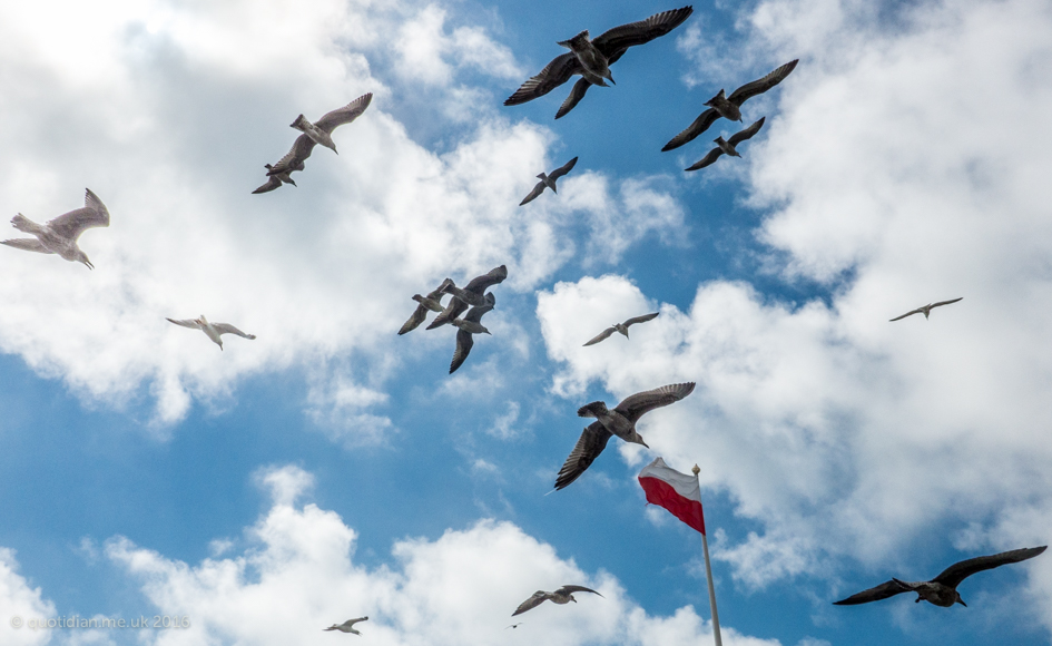 Tuesday August 23rd (2016) polish seagulls align=