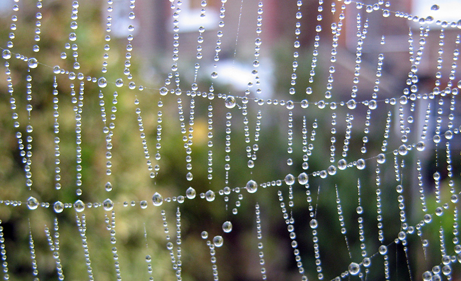 Wednesday October 8th (2008) season of spiders align=