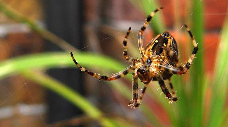 Wednesday September 13th (2006) spider align=