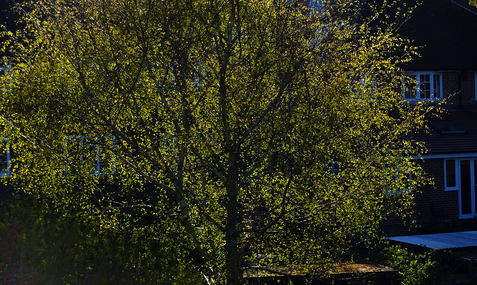 Friday April 23rd (2010) back lit align=