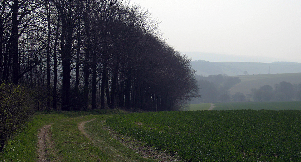 Thursday April 2nd (2009) treeline align=