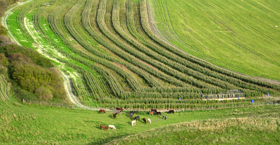 Friday November 17th (2006) horses and maize align=