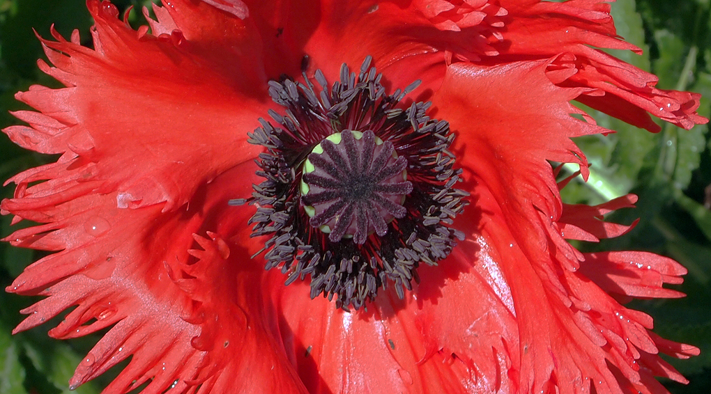 Tuesday June 5th (2012) big poppy align=