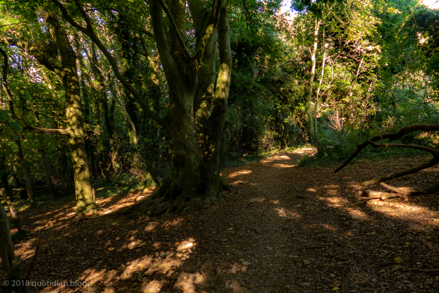 Wednesday September 26th (2018) stroll through the woods align=