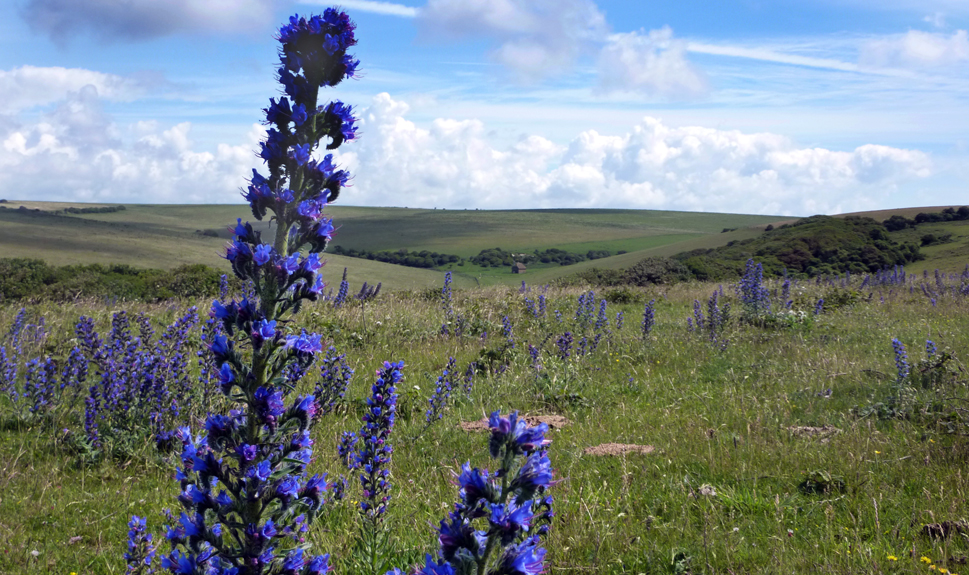 Saturday June 25th (2011) viper's bugloss align=