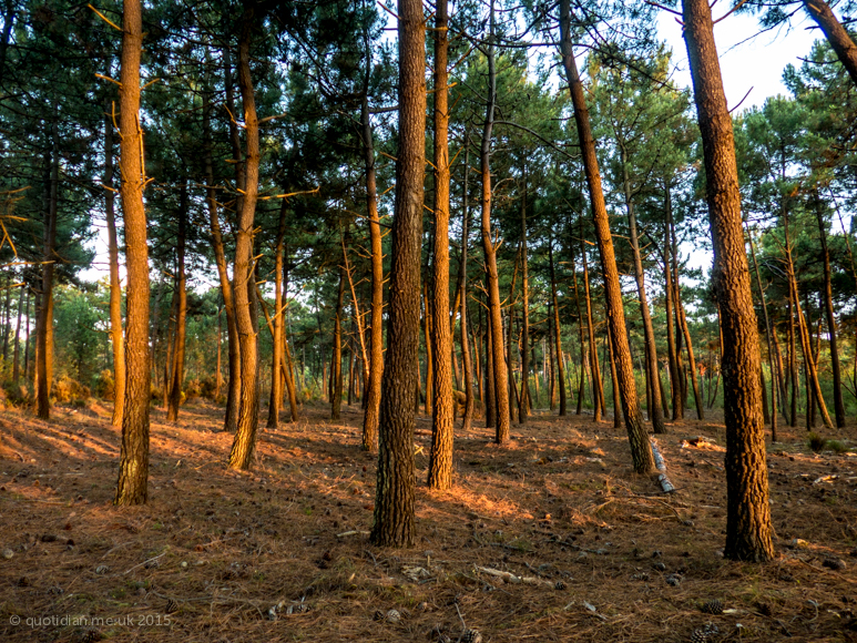 Wednesday July 15th (2015) evening pine forest align=