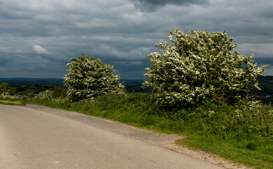 Monday May 30th (2016) two hawthorn bushes align=