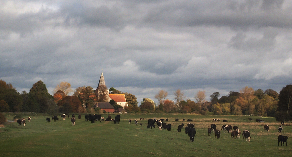 Tuesday October 11th (2011) st. andrews and cattle align=