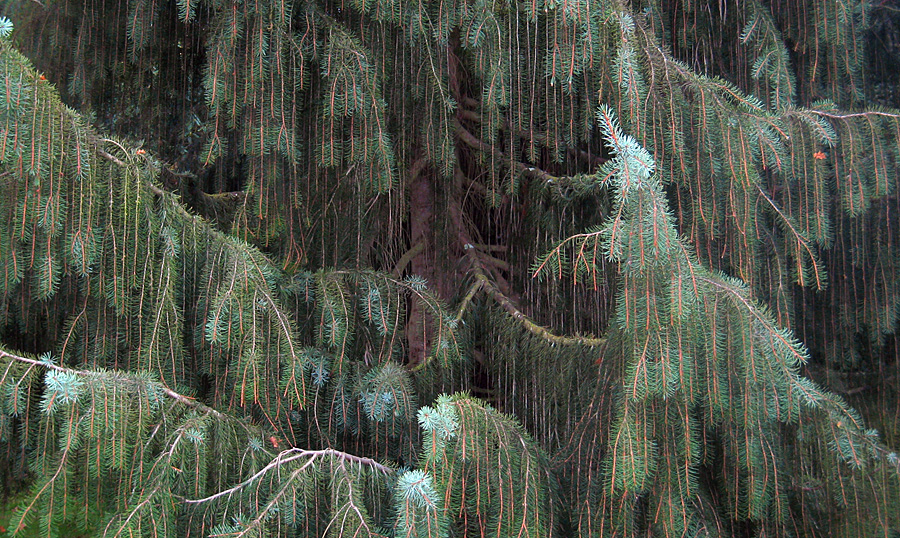 Monday November 19th (2007) number one... the larch align=