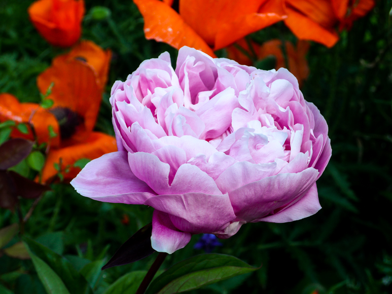Friday June 12th (2015) peony and poppies align=