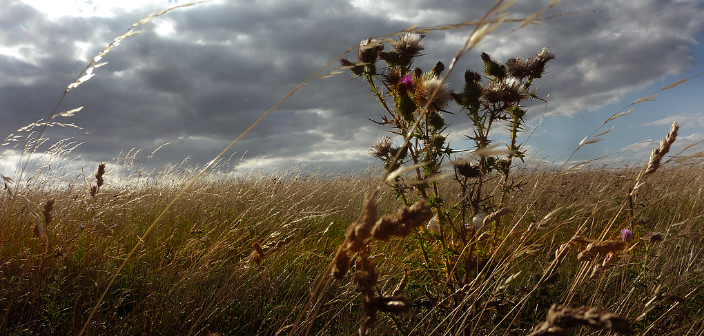 Friday August 9th (2013) thistles and wind align=