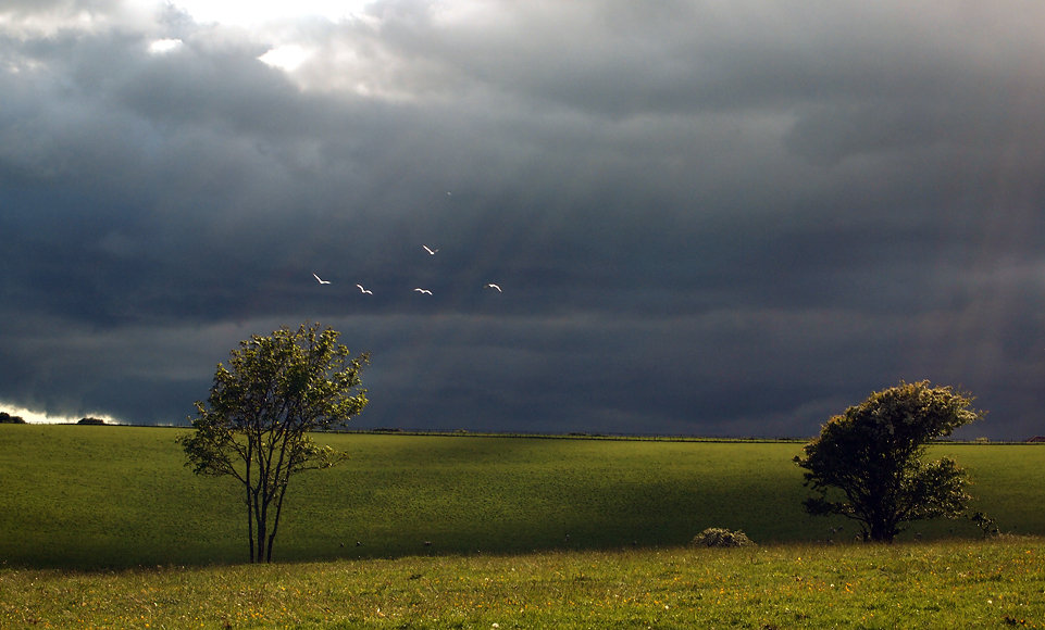 Tuesday May 13th (2014) late afternoon seagulls align=