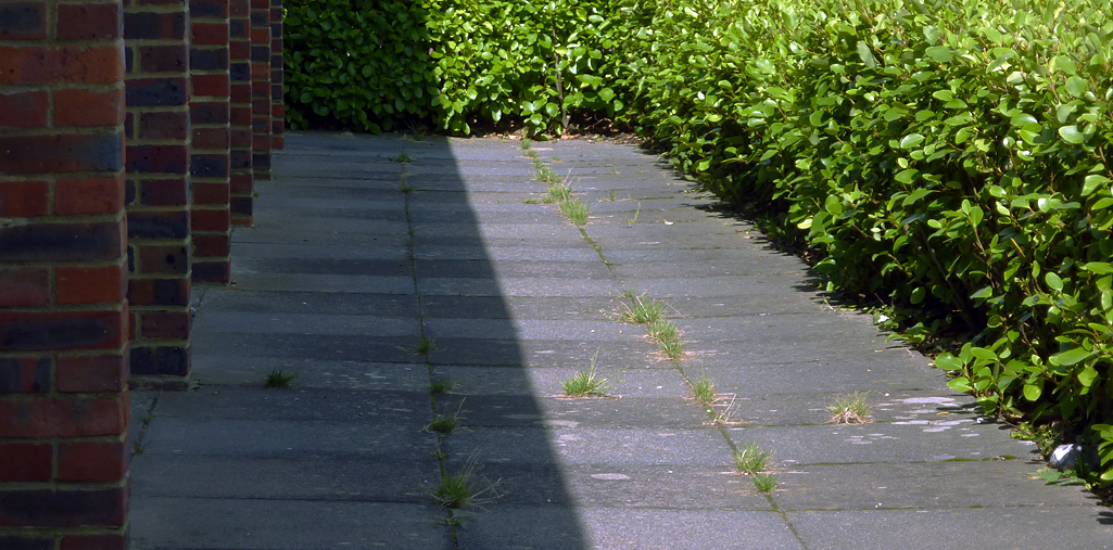 Saturday August 23rd (2014) brick paving hedge shadow align=