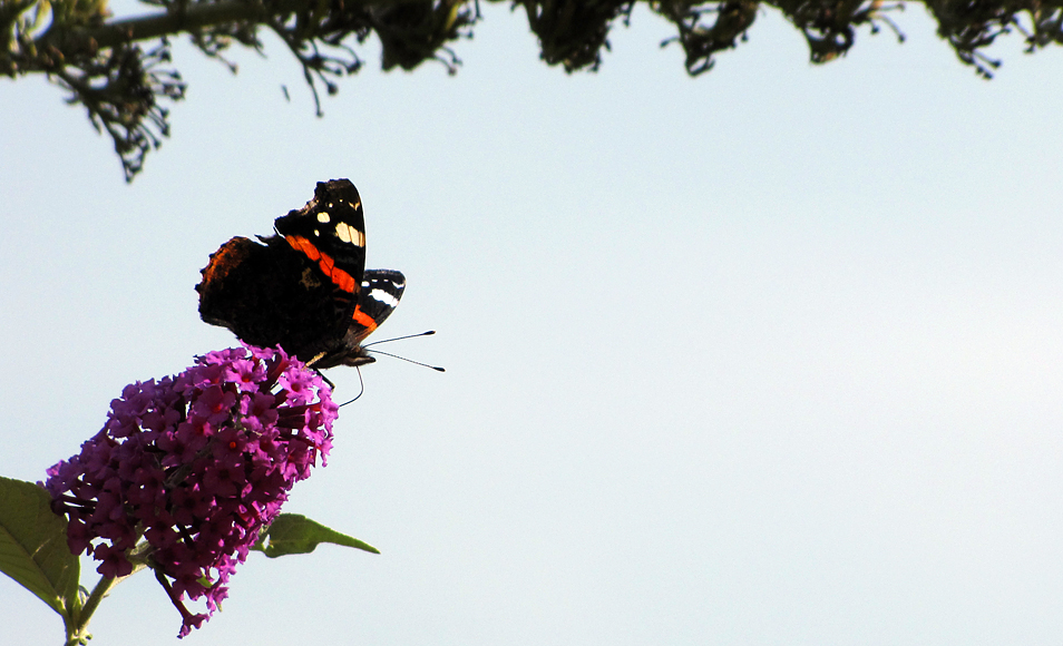 Sunday September 29th (2013) last drops of nectar align=