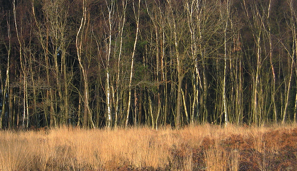 Tuesday December 30th (2008) birch wood align=
