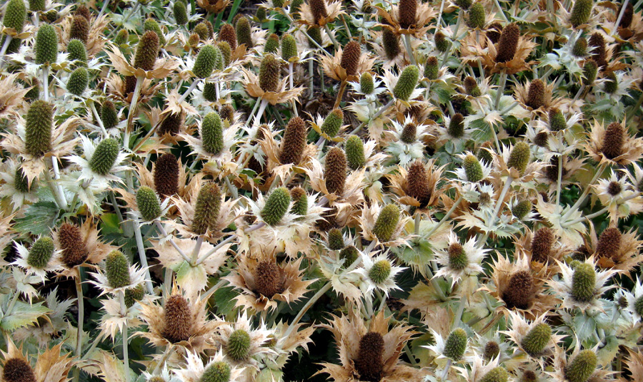 Sunday August 13th (2006) eryngium align=