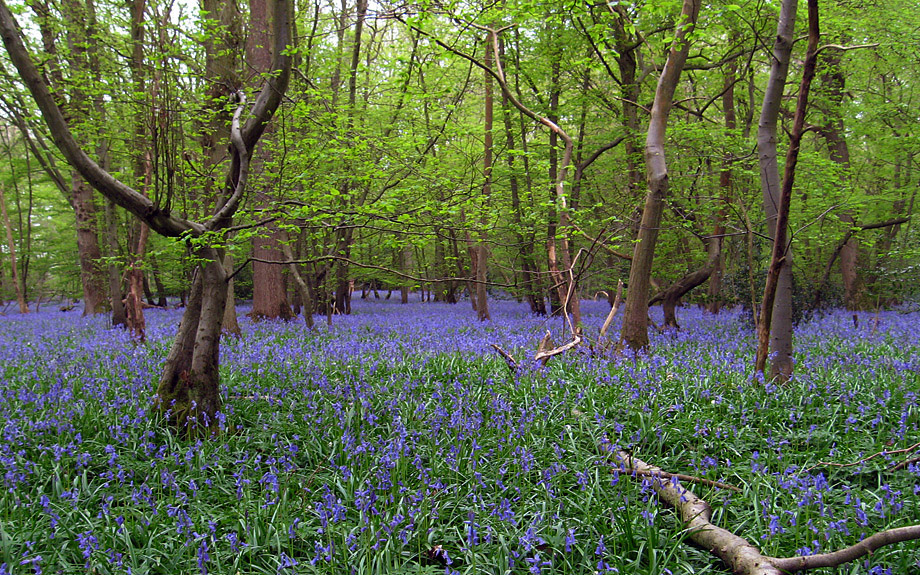 Sunday April 27th (2008) english bluebells align=