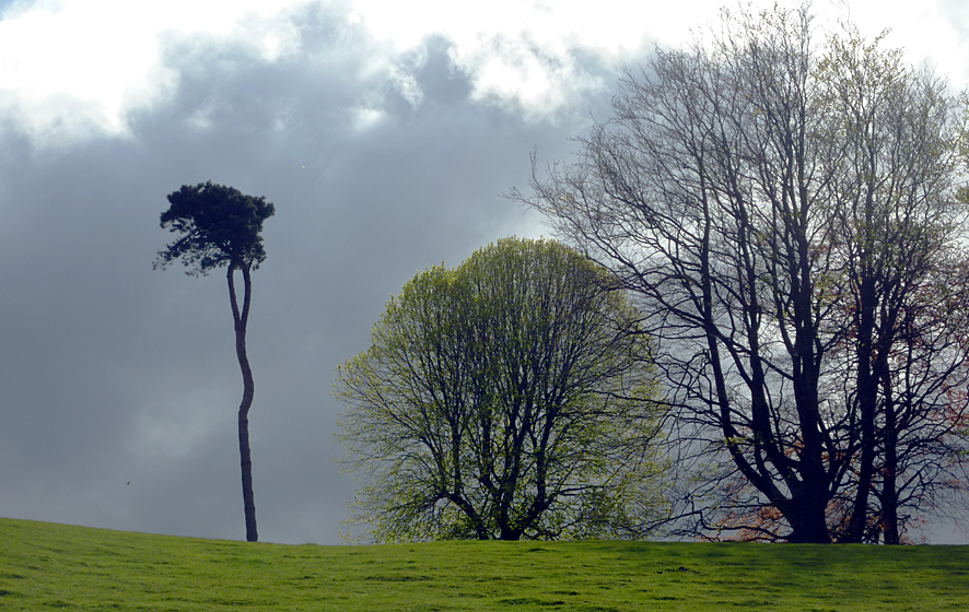 Wednesday May 5th (2010) three trees align=