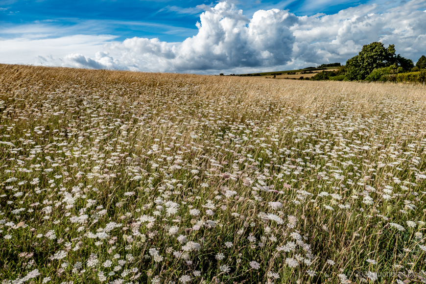 Sunday August 2nd (2020) umbelliferous align=