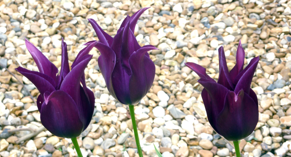 Tuesday May 21st (2013) three tulips align=