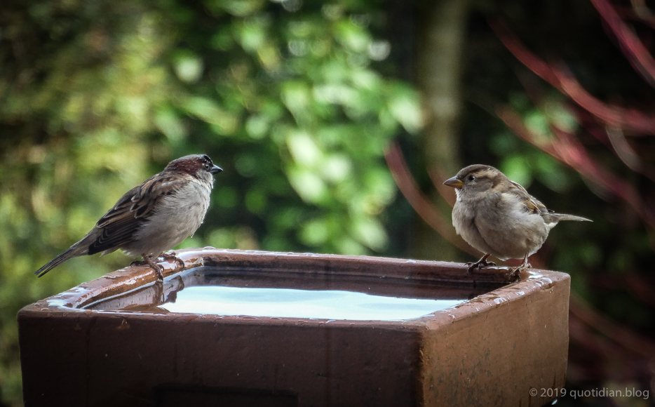 Sunday February 10th (2019) mr and mrs sparrow align=