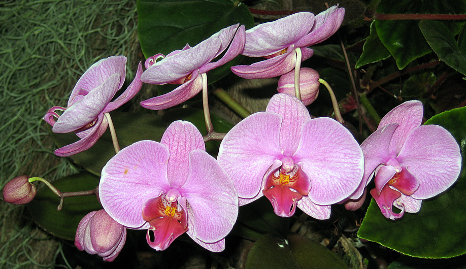 Thursday April 10th (2008) orchids align=
