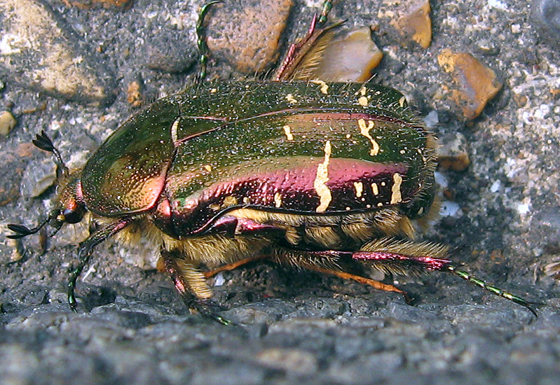 Friday April 27th (2007) beetle in the gutter align=