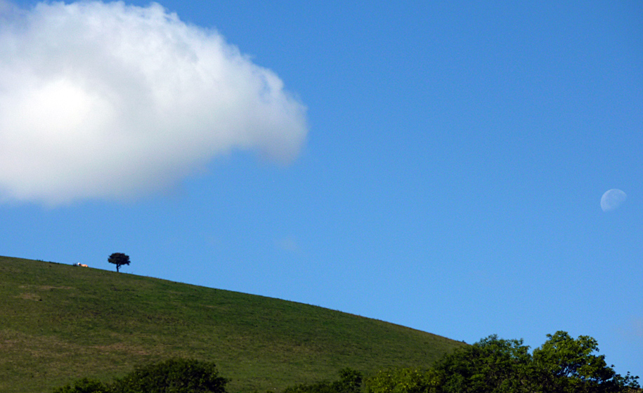 Wednesday September 1st (2010) tree cloud moon align=