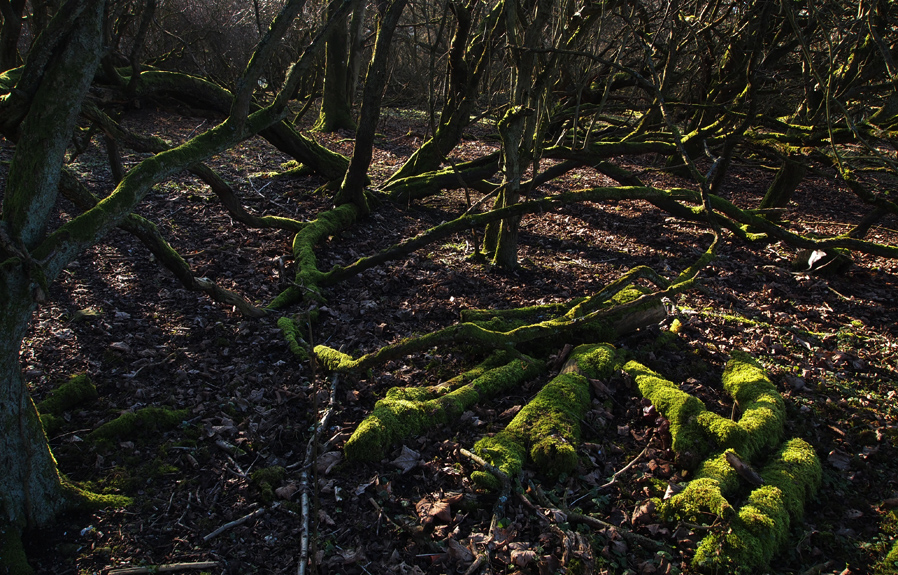 Saturday January 29th (2011) mossy logs align=