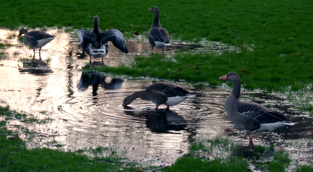 Friday February 1st (2013) sundown geese align=