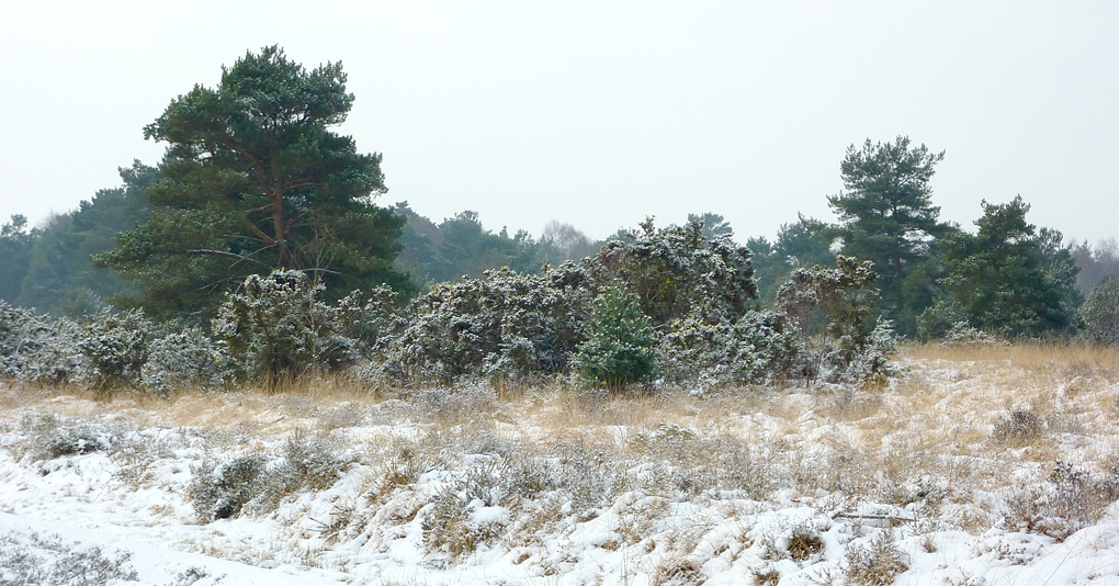 Friday February 10th (2012) ashdown forest align=