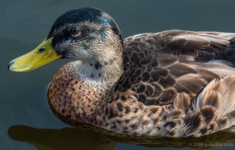 Sunday July 8th (2018) mallard align=